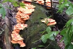 Chicken of the Woods