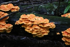 Chicken of the Woods