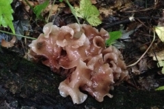 Fungi