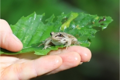 Wood Frog