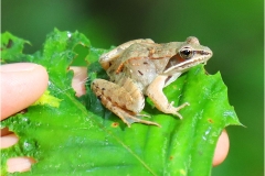 Wood Frog