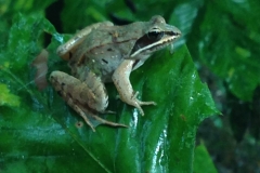 Wood Frog