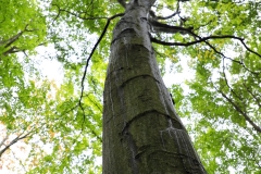 Ancient Beech