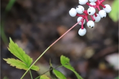 White Baneberry