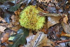 American Chestnut Fruit