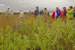 Restoration Site Wildflowers