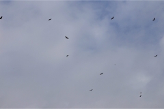 A Kettle of Turkey Vultures