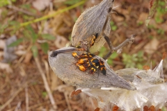 Milkweed Beetles