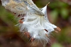 Common Milkweed