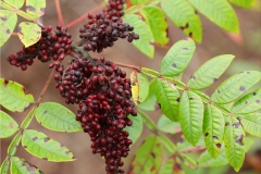 Winged Sumac