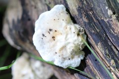 2019-10-05-Andreae-Property-Mushrooms01