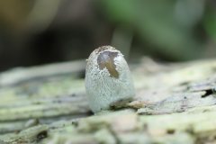 2019-10-05-Andreae-Property-Mushrooms02