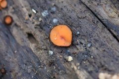 2019-10-05-Andreae-Property-Mushrooms03