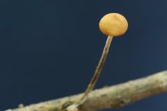 2019-10-05-Andreae-Property-Mushrooms04