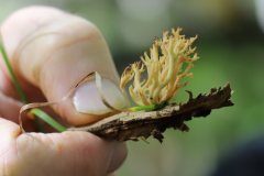 2019-10-05-Andreae-Property-Mushrooms05