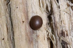 2019-10-05-Andreae-Property-Mushrooms06