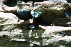 2019-10-05-Andreae-Property-Mushrooms07