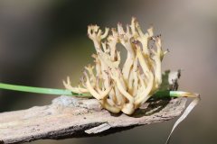 2019-10-05-Andreae-Property-Mushrooms08