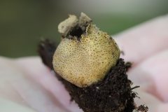 2019-10-05-Andreae-Property-Mushrooms09