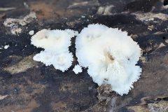 2019-10-05-Andreae-Property-Mushrooms10