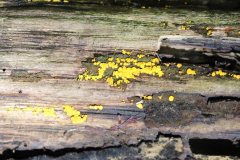 2019-10-05-Andreae-Property-Mushrooms11