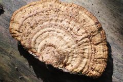 2019-10-05-Andreae-Property-Mushrooms12