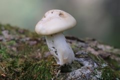 2019-10-05-Andreae-Property-Mushrooms14