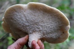 2019-10-05-Andreae-Property-Mushrooms15