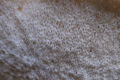 2019-10-05-Andreae-Property-Mushrooms16