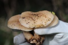 2019-10-05-Andreae-Property-Mushrooms17