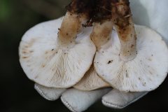2019-10-05-Andreae-Property-Mushrooms18