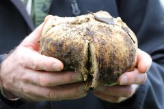 2019-10-05-Andreae-Property-Mushrooms19