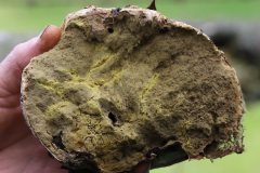2019-10-05-Andreae-Property-Mushrooms20