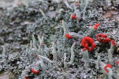 2019-10-05-Andreae-Property-Mushrooms21