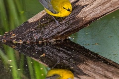 2019ReflectionsContest-_RondeauProthonotaryWarbler5-S-DONNELLY