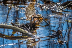 2019ReflectionsContest-_Swainson_s-Thrush-_1476-S-DEMIR