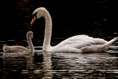 2019ReflectionsContest-_Swans_0315-S-DEMIR