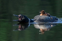 2019ReflectionsContest-_1ST-PLACE-LOON-AND-CHICK-S-DONNELLY