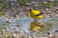 2019ReflectionsContest-_2ND-PLACE-Gold-Finch_DSC5081-1-S-DEMIR