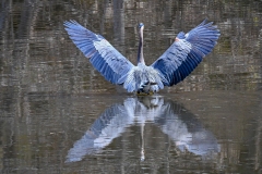 2019ReflectionsContest-_2ND-PLACE-Great-Blue-Heron-May-2-2019-2Ted-Gough
