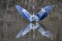 2019ReflectionsContest-_2ND-PLACE-Great-Blue-Heron-May-2-2019-2Ted-Gough