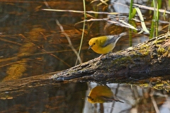 2019ReflectionsContest-_2ND-PLACE-PROTHONATORY-WARBLER-JORDAN-MEUNIER