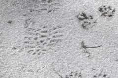2020-02-17_CedarcroftFamilyDay-RaccoonAndHumanPrints