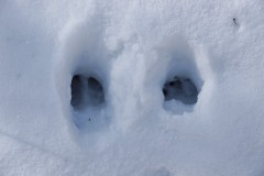 2020-02-17_CedarcroftFamilyDay_DeerPrints