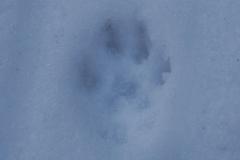 2020-02-17_CedarcroftFamilyDay_PawPrints1