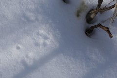 2020-02-17_CedarcroftFamilyDay_PawPrints2