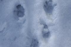 2020-02-17_CedarcroftFamilyDay_SquirrelPrints