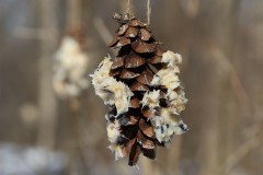 2020-02-17_CedarcroftFamilyDay_SuetFilledPinecone