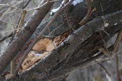 2020-02-17_CedarcroftFamilyDay_WoodPeckerExcavation