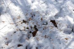 2020-02-17_CedarcroftFamilyDay_WoodPeckerExcavationSawdust